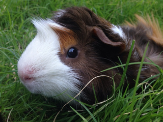 Illustration for article titled I bring you all a gift of guinea pigs!